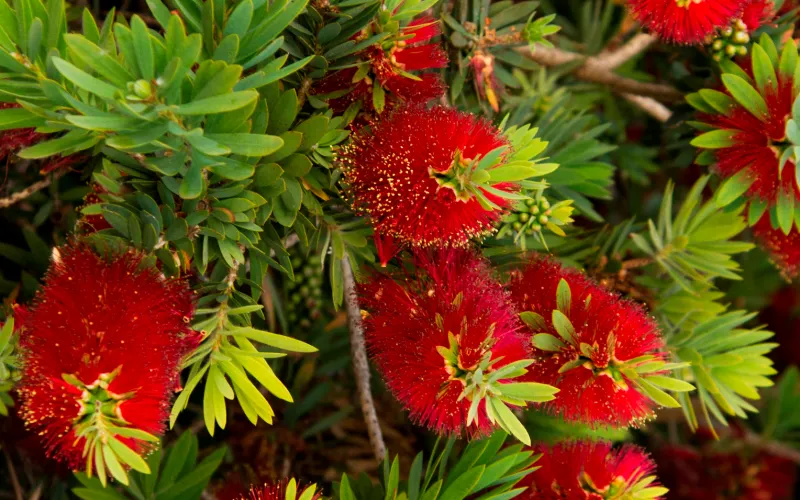 a close up of a flower garden