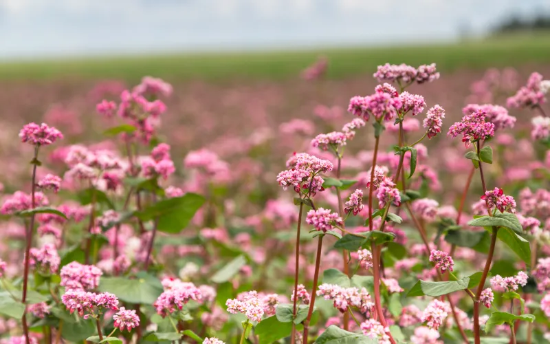 Eriogonum grande rubescens