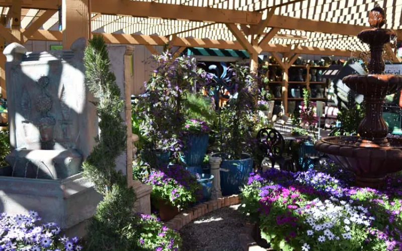 a close up of a flower garden