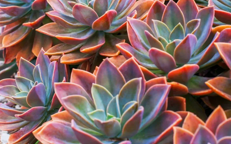 Red Echeveria succulents