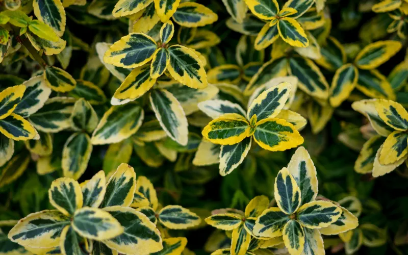 Euonymus