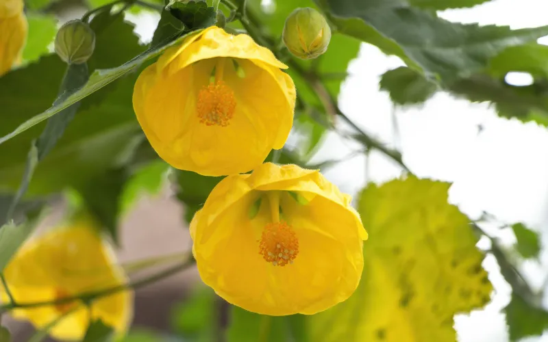 Abutilon