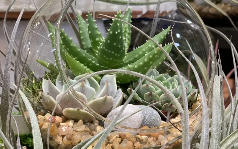Terrarium with Succulents