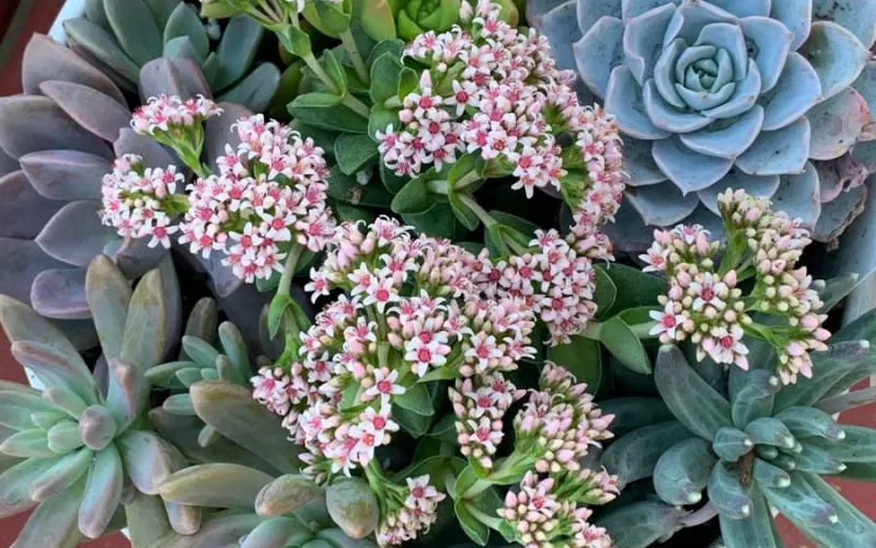 Blooming Succulents