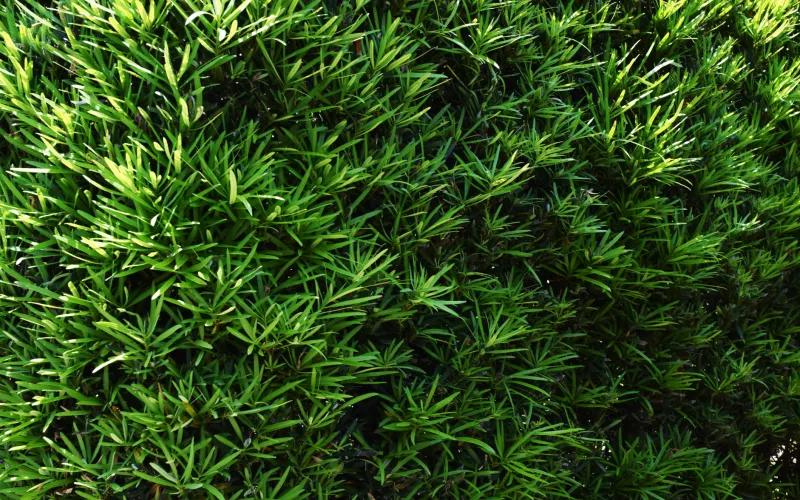 a close up of a green plant