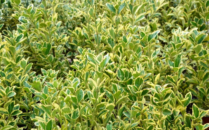 Euonymus aureomarginata