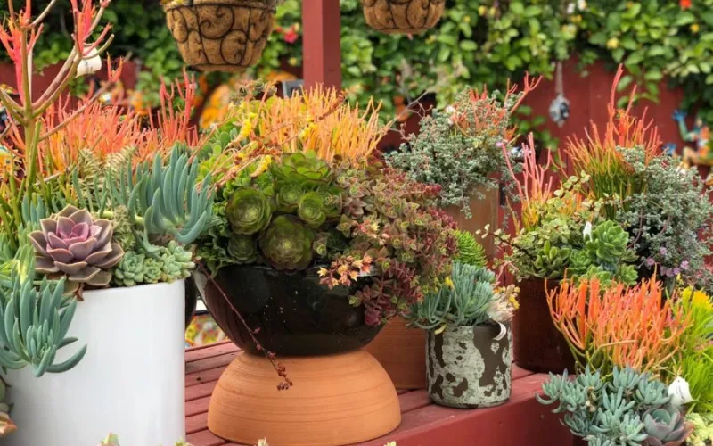 Succulent Container Gardens