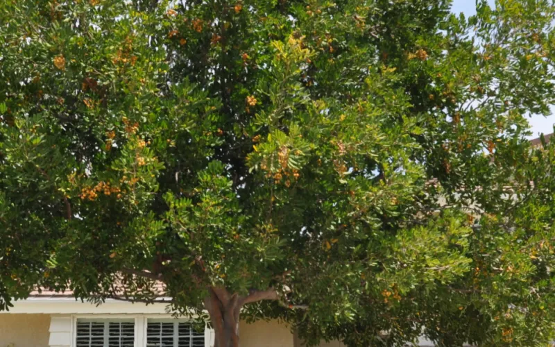 a tree in front of a house