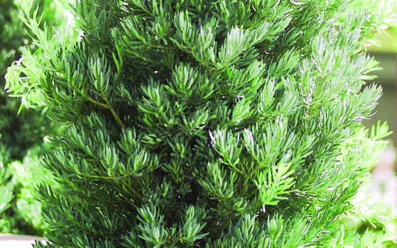 Podocarpus ‘Icee Blue’