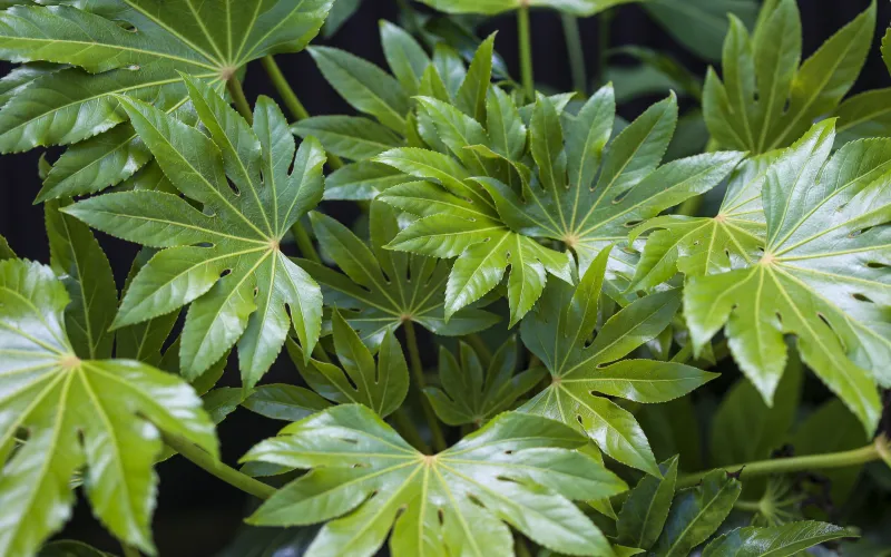Fatsia japonica