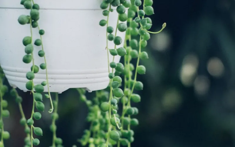String of Pearls succulent hanging basket