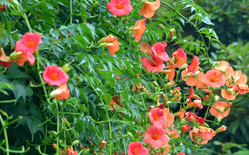 a close up of a flower garden