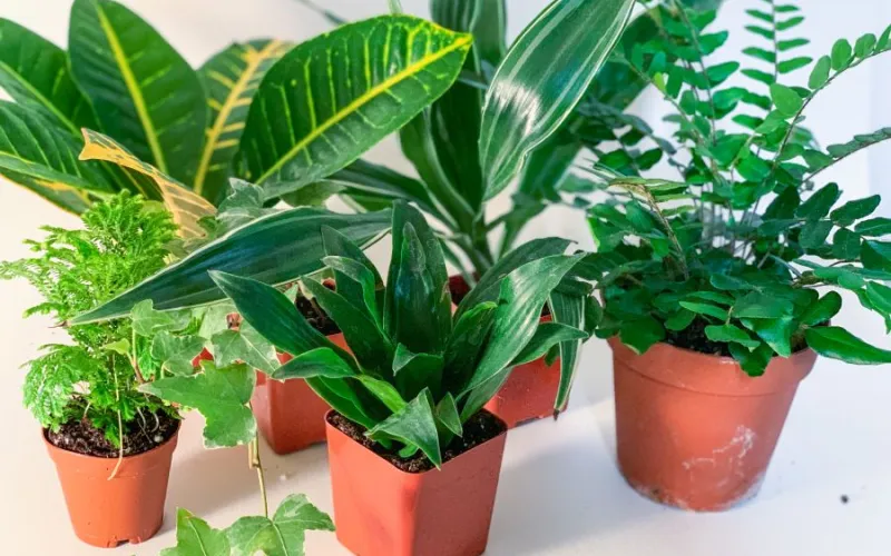 containers with green plants