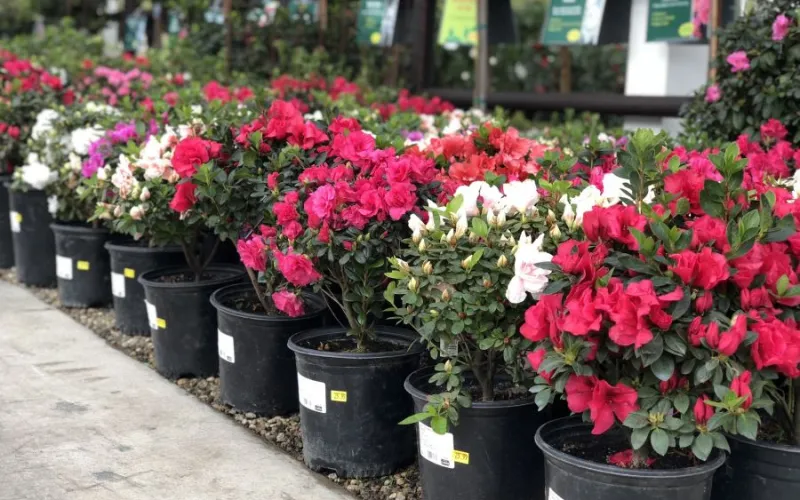a close up of a flower garden