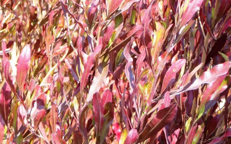 a close up of a plant