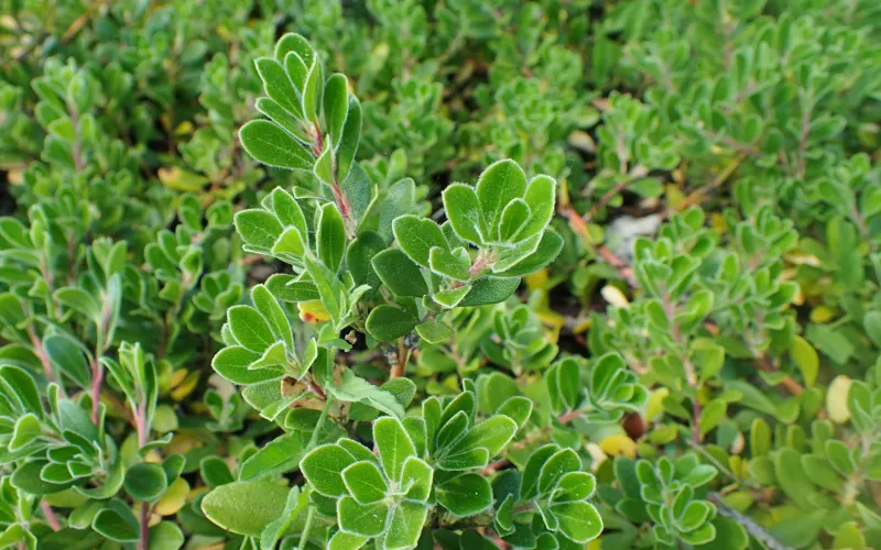 a group of green plants