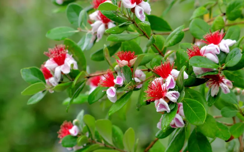 Pinapple Guava-Acca (Feijoa) sellowiana