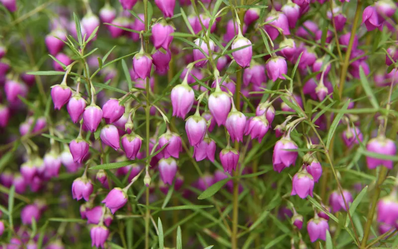 Boronia