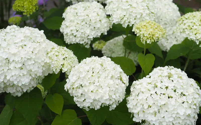 Hydrangeas