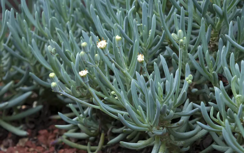 Senecio serpens (Blue Chalksticks)