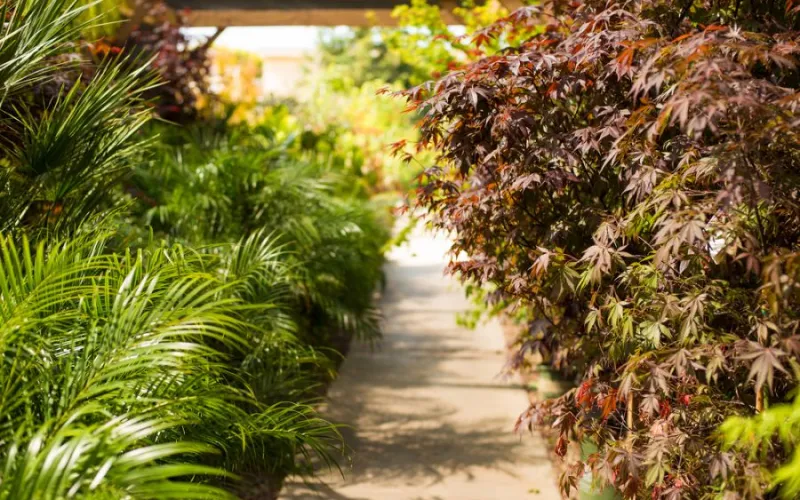 a palm tree and bushes next to a path