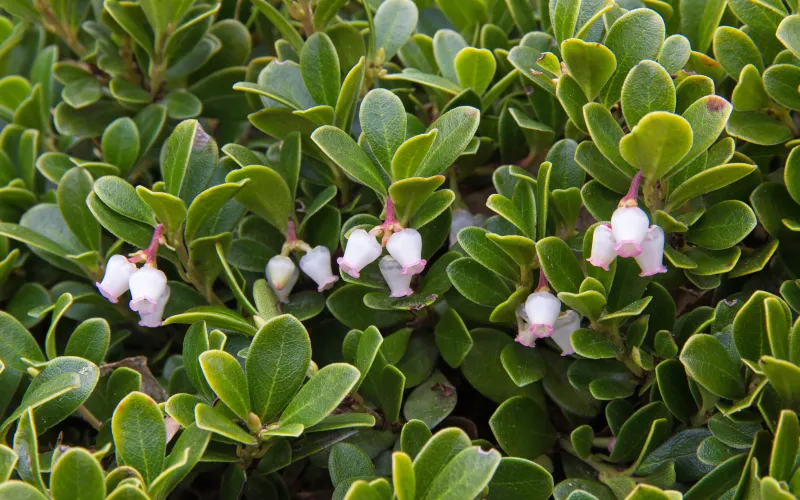 Arctostaphylos