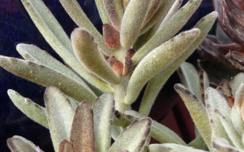 Kalanchoe tomentosa ‘Chocolate Soldier’