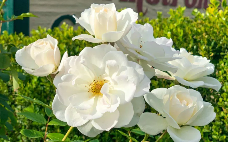 a close up of a flower