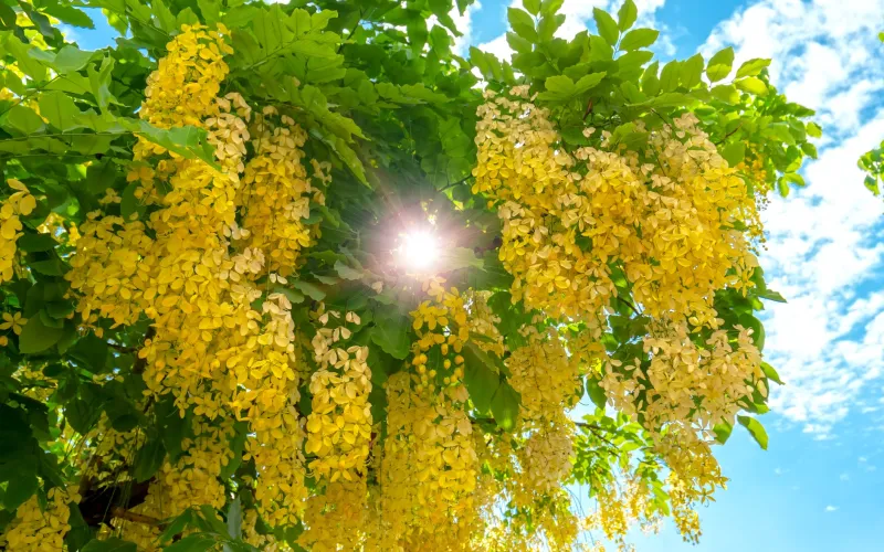 a close up of a tree