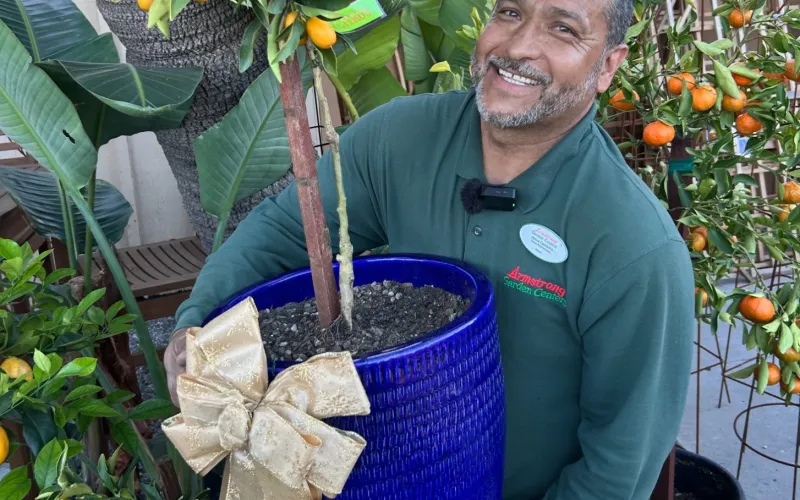 Smiling man in green holds blue pot with small citrus tree and gold bow surrounded by plants outdoors.