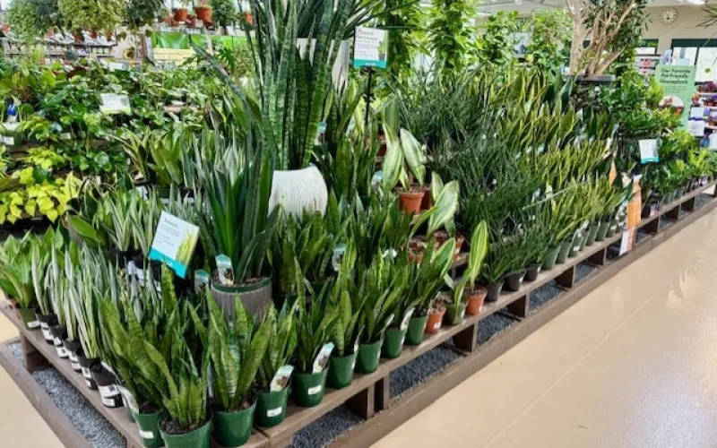Indoor garden center display with various potted green plants including snake plants and leafy houseplants.