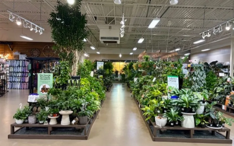 Indoor plant nursery with diverse green houseplants displayed on wooden shelves under bright lighting.