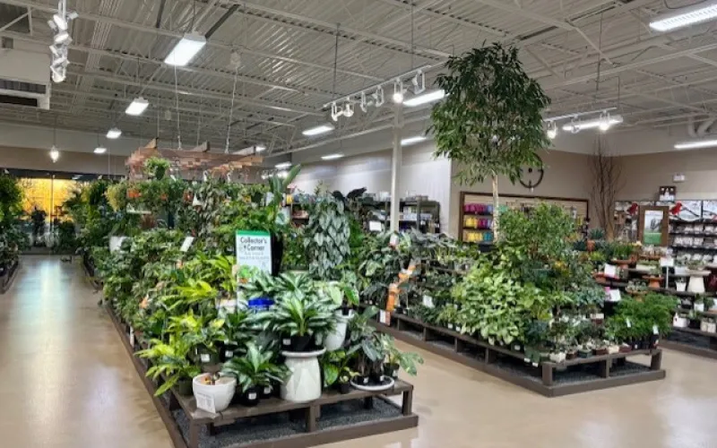 Indoor garden center with wide variety of green plants and bright overhead lighting inside a spacious store