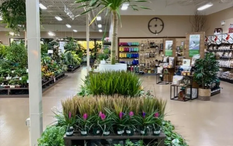 Indoor garden center display with various potted plants including a tall dracaena and colorful flowers under bright lighting.