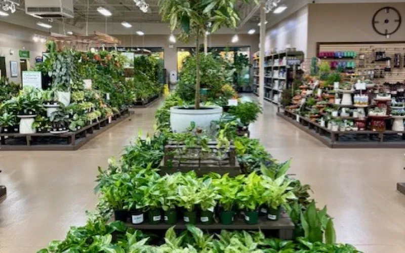 Indoor plant nursery with various potted green plants and a tall tree in a white pot at the center.