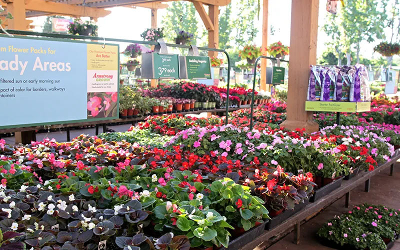 a close up of a flower garden