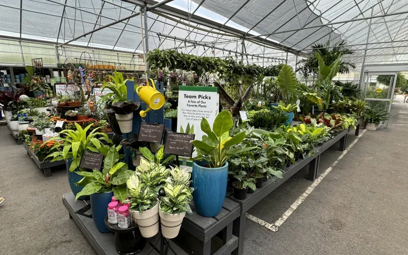 a greenhouse with many plants