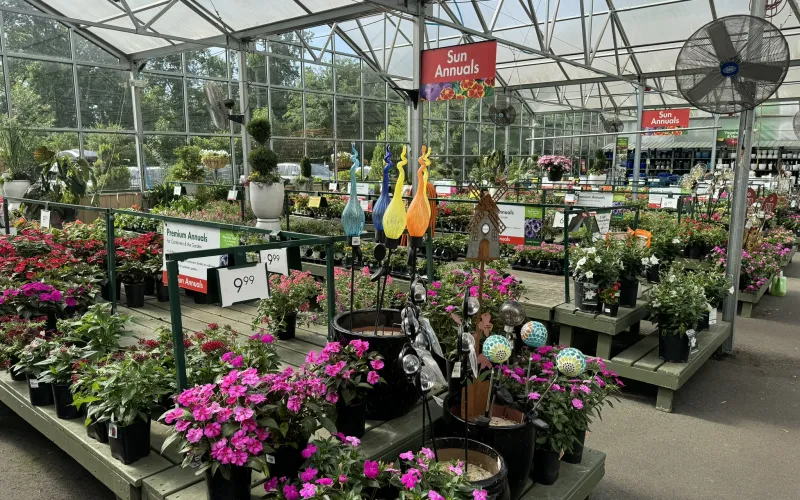 a flower shop with many plants