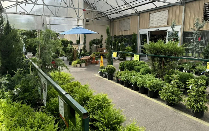 a greenhouse with plants and a walkway
