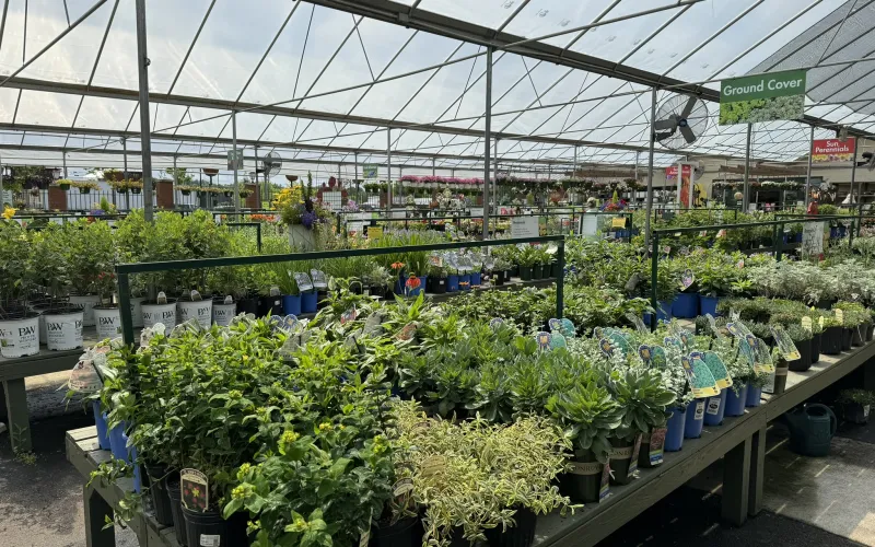 a greenhouse full of plants