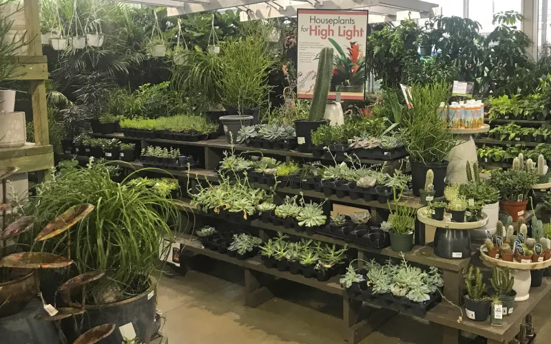 a display in a garden