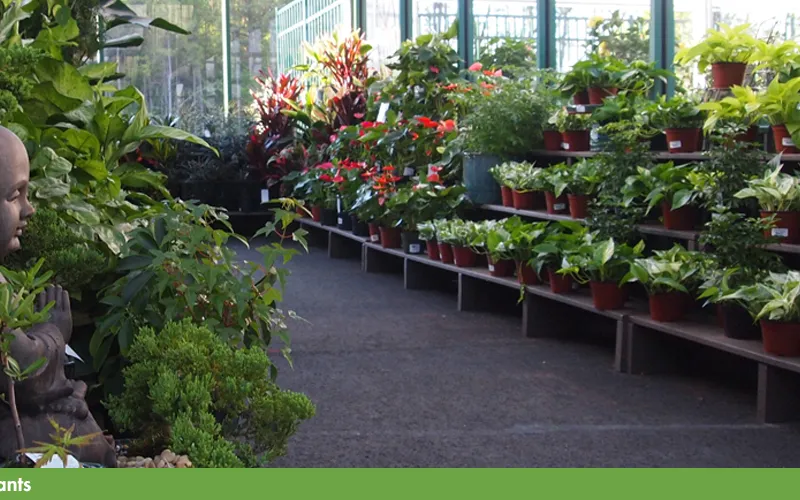 a close up of a flower garden