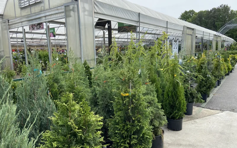 a group of plants outside a building