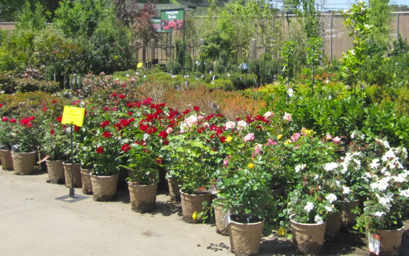 a close up of a flower garden