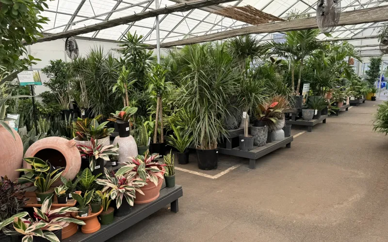 a greenhouse with many potted plants