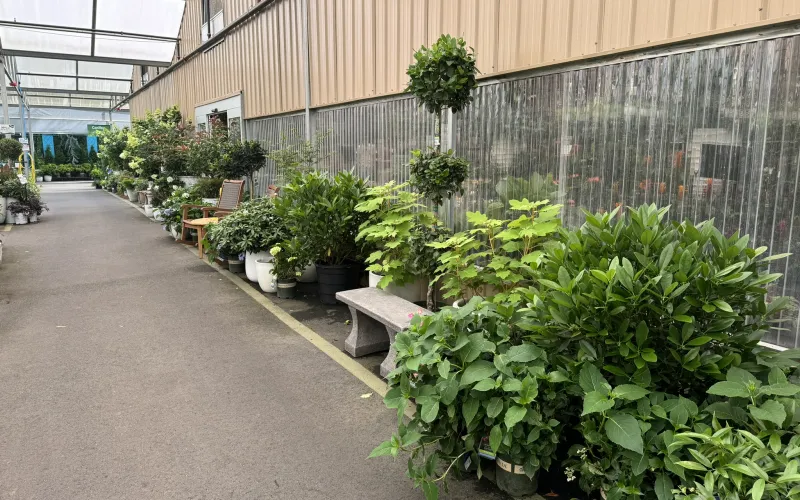 a group of plants in a greenhouse