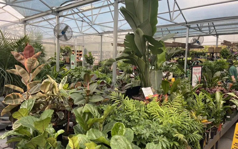 a greenhouse full of plants