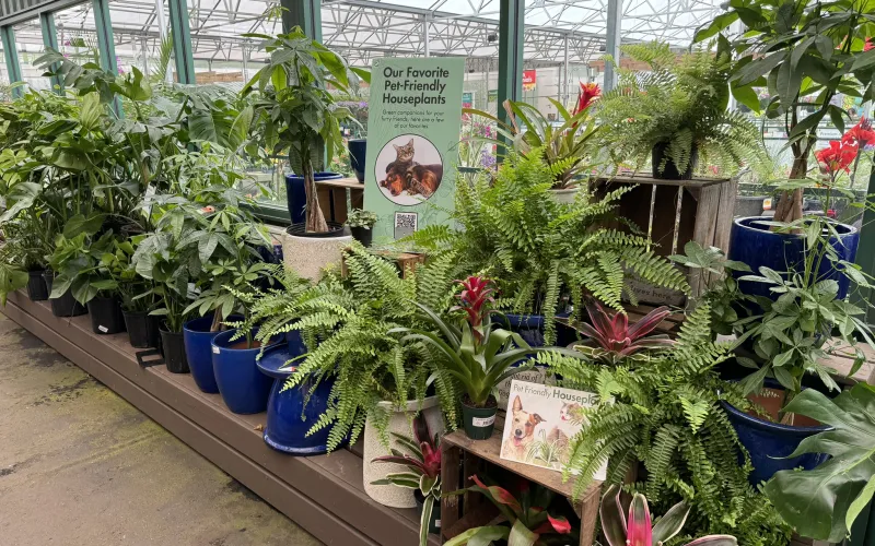 a group of plants in a greenhouse