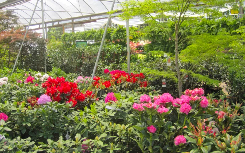 a close up of a flower garden