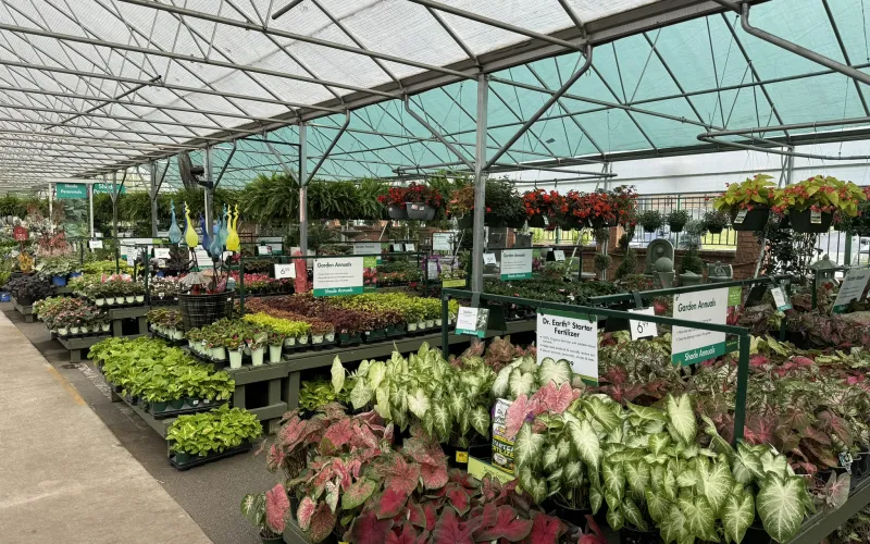 a large greenhouse with lots of flowers